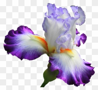 Drawing Irises Purple Iris - Ирис Пнг Clipart