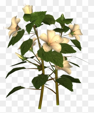 Tuesday October 5 2010 Hiding Clip Art Frustrated Clip - Datura Inoxia - Png Download