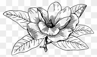 Flower Line Art 28, Buy Clip Art - Magnolia Flower Big Drawing - Png Download