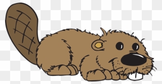 Beaver Clipart Free - Sign Of The Beaver Gif - Png Download