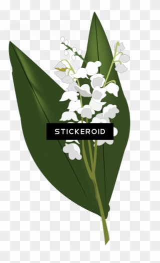 Lily Of The Valley Hd Flowers Nature - Lily Of The Valley Clipart