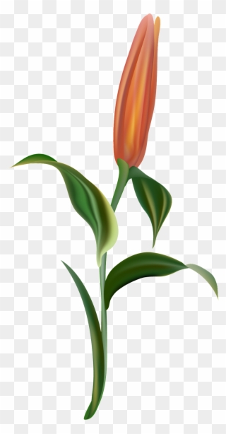 Orange Light Flower Branch Transparent Decorative - Lady Tulip Clipart