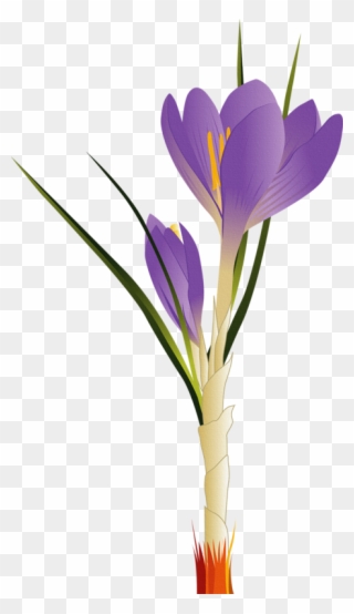 Image Freeuse Tulip Flower Clip Art - Flower Vector - Png Download