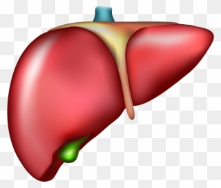 Jalapeno Clipart Drawn - Hepatitis B Clip Art - Png Download