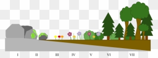 File Primary Succession Diagram Svg Wikimedia Commons - Primary And Secondary Succession Timeline Clipart