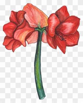 Amaryllis Est Une Figure De La Mythologie Grecque Représentant - Lily Clipart