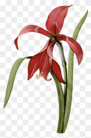 Svg Free Amaryllis Drawing Realistic - Flower Illustrations Clipart