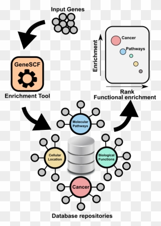 Genescf A Real-time Based Functional Enrichment Tool - David Annotation Functional Tool Clipart