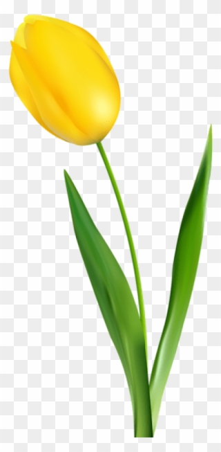 Free Png Yellow Tulip Transparent Png Images Transparent - Transparent Background Yellow Tulip Png Clipart