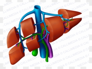Digestive System Segments - Segmentos Del Higado 3d Clipart