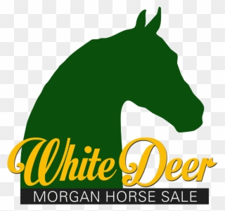 White Deer Morgan Horse Sale - Morgan Horse Clipart