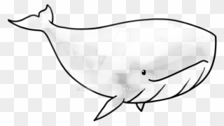 Drawn Dolphines Whale - Transparent Whale Clipart