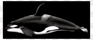 Whale Free Transparent Cutouts - Orca Killer Whale Clipart