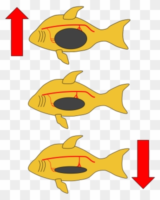 Fish Swim Bladder Clipart