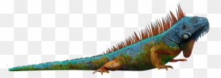 Graphic Freeuse Library Blue Huge Freebie - Green Iguana Clipart
