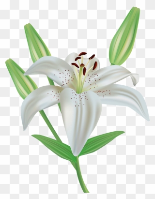 Orange Flower Clipart Stargazer Lily - White Lily Flower Clipart - Png Download