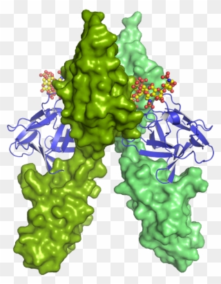 Gene Cloning & Vector Design - Basic Fibroblast Growth Factor Clipart
