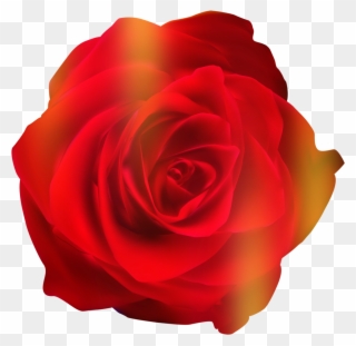 Red Rose Clipart Gallery 19 - Floribunda - Png Download