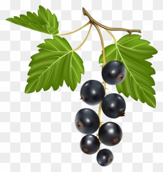 Blackcurrant Png Clipart