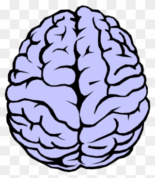 Vector Illustration Of The Human Brain - Brain Drawing Clipart