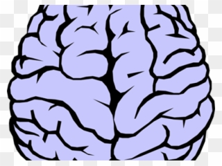 Human Brain Clipart - Brain Drawing - Png Download