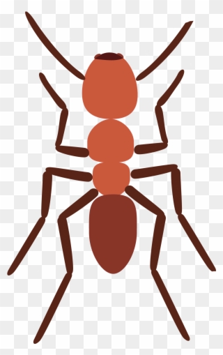 Image Stock Ants Spider Scout Ant Explore Pictures - Illustration Clipart