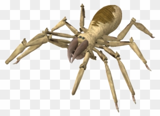 Graphic Library Download Messages Posted By Racieb - Spore Spider Clipart