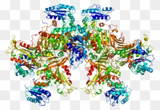 Protein G6pd Pdb 1qki - G 6 Pd Clipart