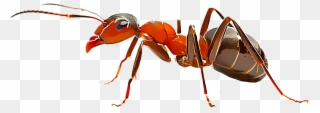 Fire Ants - Fire Ant Clipart