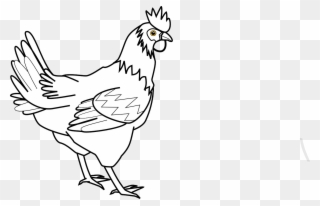 How To Draw A Cock - Chicken Clip Art - Png Download