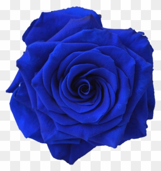 Kisspng Blue Rose Flower Navy Blue Clip Art Blue Flower - Blue Roses Transparent Background
