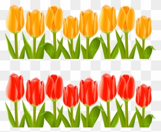 Indira Gandhi Memorial Tulip Garden Flower Clip Art - Tulips Flower Garden Clip Art - Png Download