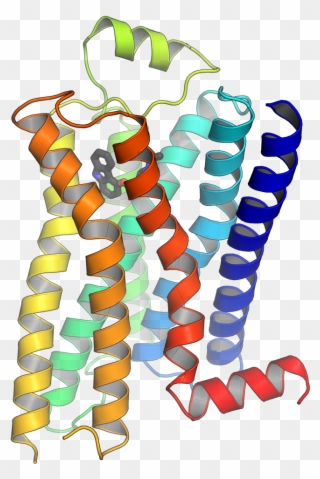 Receptor Proteins Clipart - Png Download