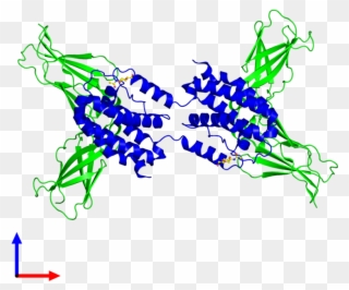 Tetrameric Assembly 1 Of Pdb Entry 1lqs Coloured By - Graphic Design Clipart