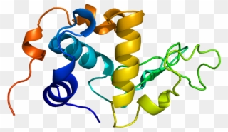 Alpha Lactalbumin Protein Clipart