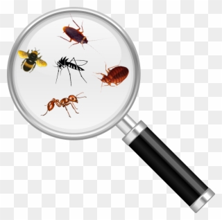 Bug Magnify Glass2 - Bug Under Magnifying Glass Clipart