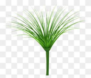 Download Tropical Green Leaf Clipart Png Photo - Sweet Grass Transparent Png