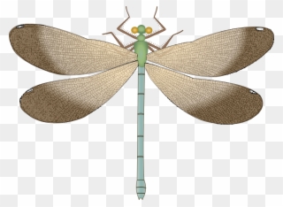 Free Png Dragonfly Png Images Transparent - Dragonfly Clipart