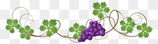 Grape Vine Transparent Background Clipart