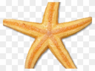 Star Fish Clipart - Png Download