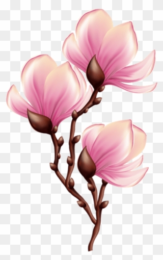 Beautiful Blooming Branch Transparent Png - Magnolia Flower In Png Clipart