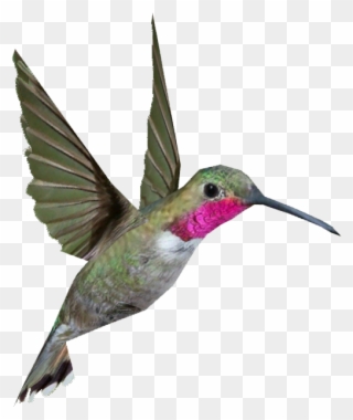 Broad Tailed Hummingbird - Hummingbird Png Clipart