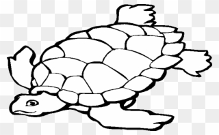 Transition Drawing Tortoise Graphic Transparent Library - Animais Marinhos Desenho Para Colorir Clipart