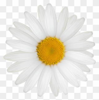 Yellow Flower Clipart Marguerite Daisy - She Is Life Itself Wild And Free - Png Download