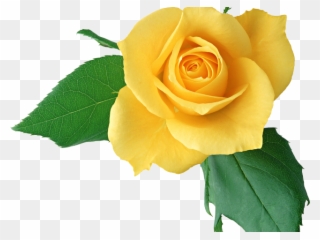 Yellow Rose Clipart Light Yellow - De Flores Y Plantas Hermosa - Png Download