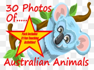 Photos And Images Of Australian Animals - Koala Clipart