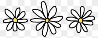 Flower Common Daisy Clip Art Transprent - Daisy Png Transparent Png
