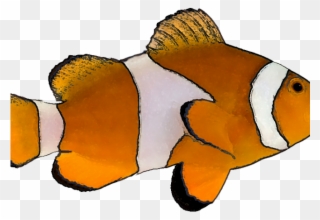 Marine Fish Clipart Transparent - Clown Fish Transparent Background - Png Download