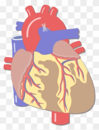 Unlabelled Image Of The Anterior View Of The Heart - Heart Major Blood Vessels Clipart