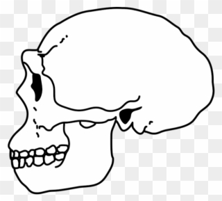 Erectus Skull - Wikimedia Commons Clipart